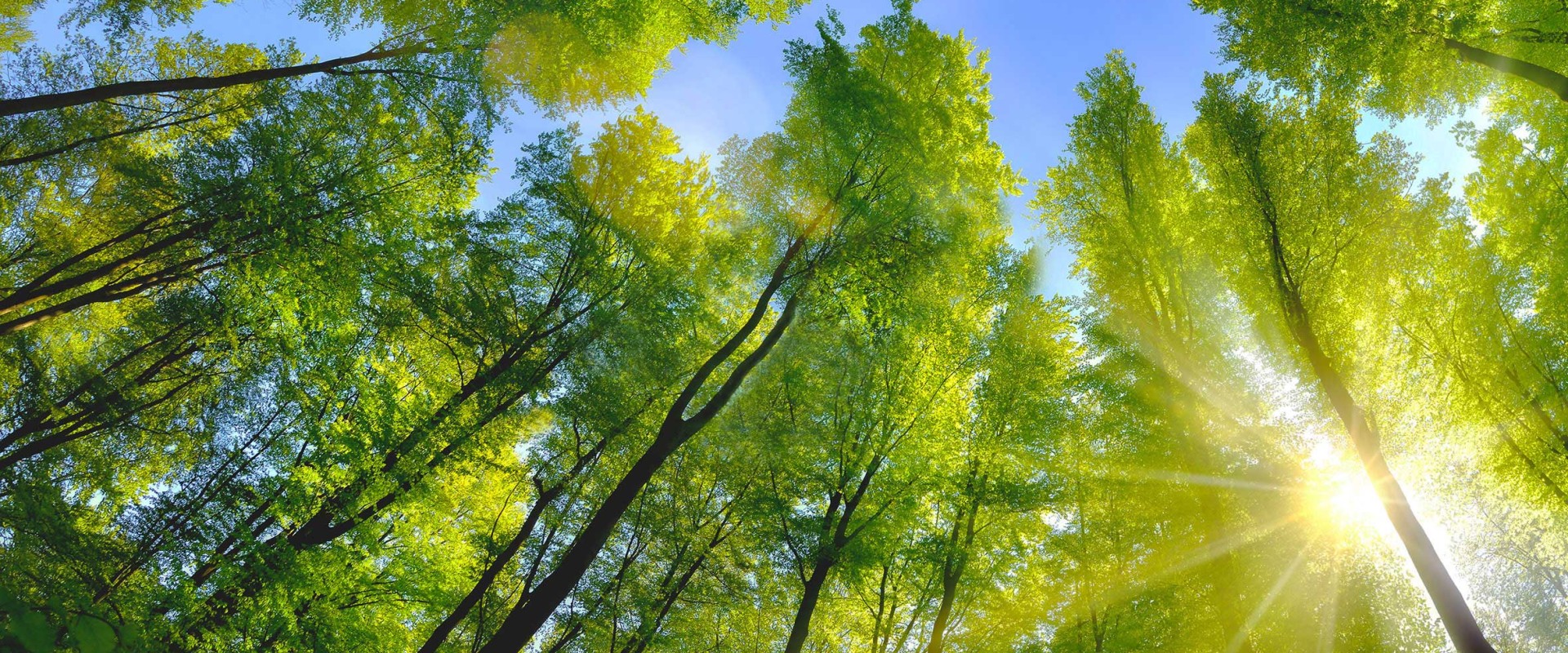  Las liściasty z zielonymi liśćmi w świetle słonecznym i niebieskie niebo